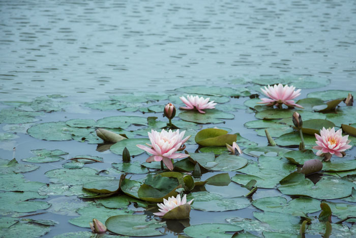 西奧多公益植樹活動